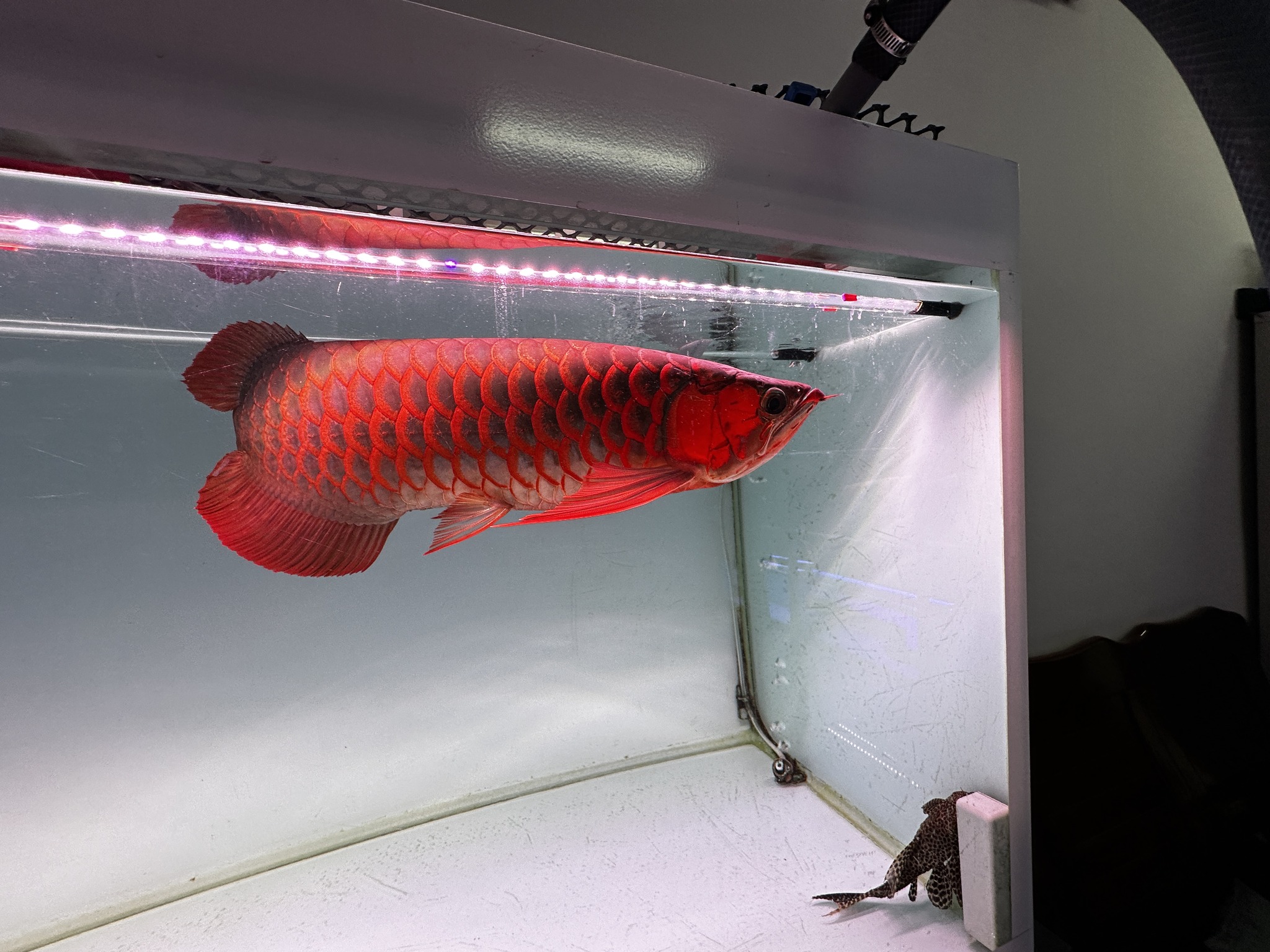 447203322 1039700724501698 6702120375016185174 n