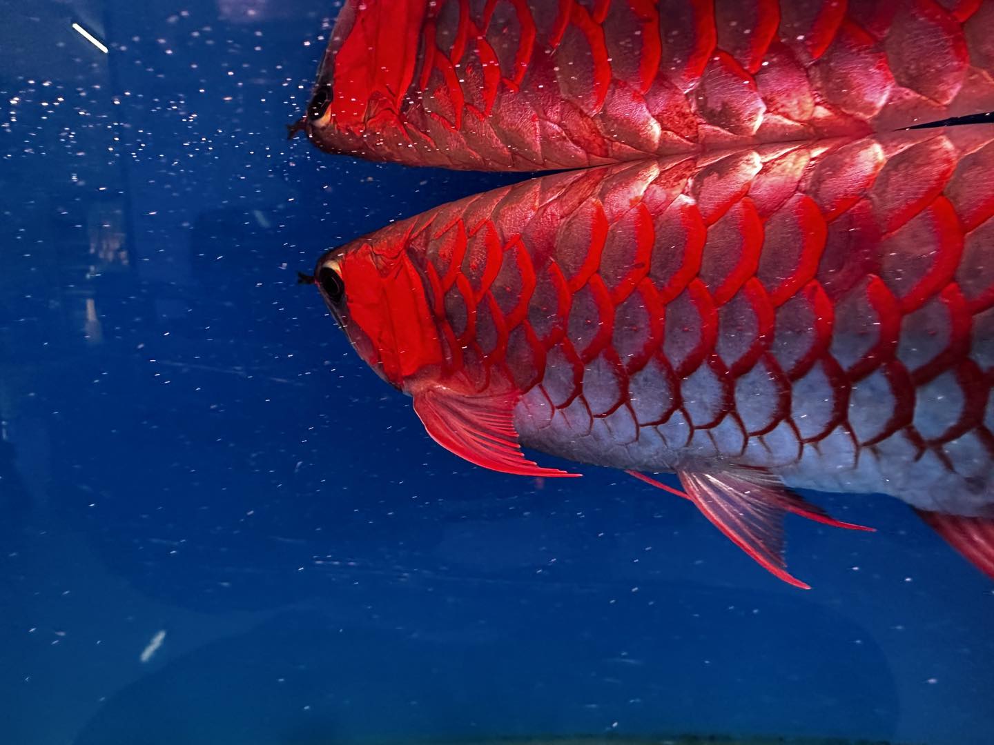 447777834 1040705484401222 4626887627294518214 n