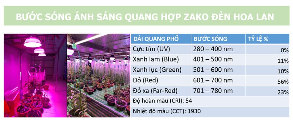 bước sóng ánh sáng quang hợp đèn hoa lan