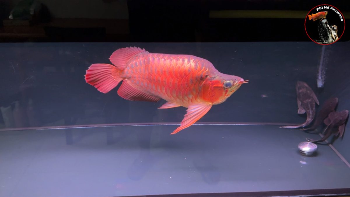 den huyet d35x vuphiho