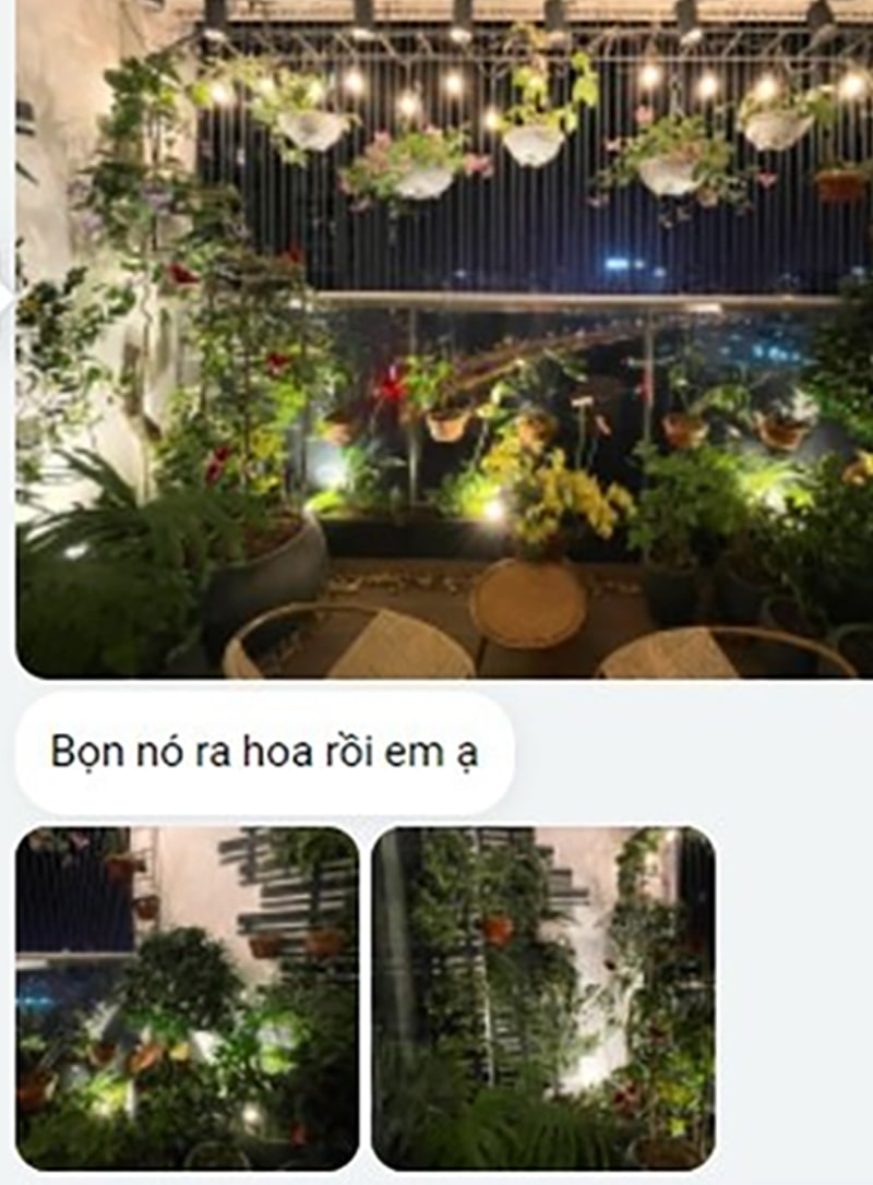 feedback Đèn led ray trồng cây zako 4