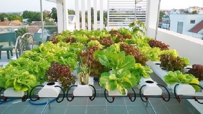 trồng rau thủy canh bằng hệ thống vườn treo là gì