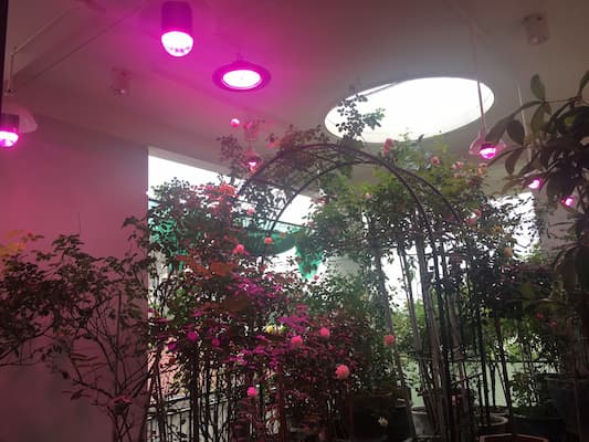 Ánh sáng nhân tạo cho hoa hồng