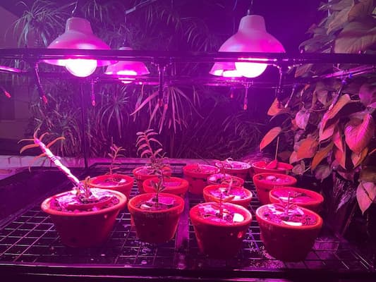 Ánh sáng nhân tạo cho hoa lan