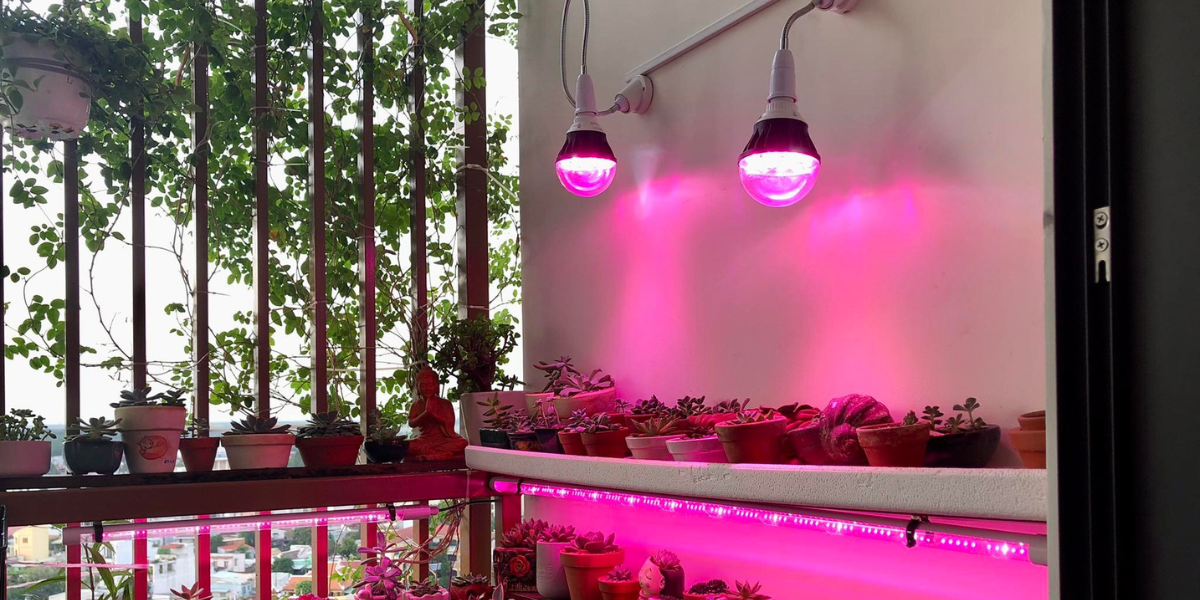 bi quyet giúp sen da len mau va giu form dep 1