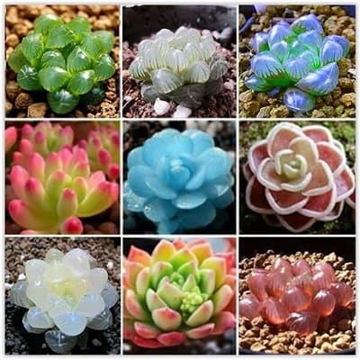 các loại sen đá kim cương