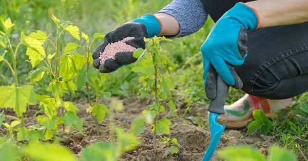 cach bon phan cho cay canh giup cay mau phat trien 3