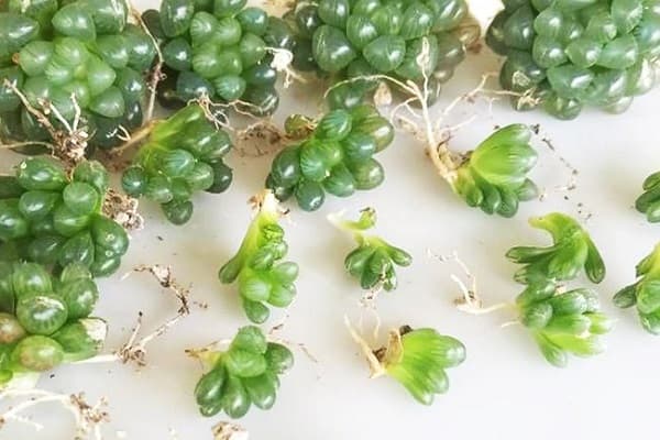 cách trồng sen đá kim cương từ lá