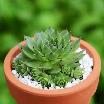 cây sen đá là loài cây thân nhỏ, tuổi thọ cao