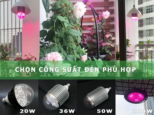 chọn công suất đèn phù hợp cây hoa hồng