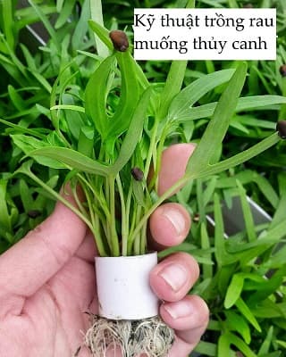 chuẩn bị vật liệu trồng rau muống thủy canh