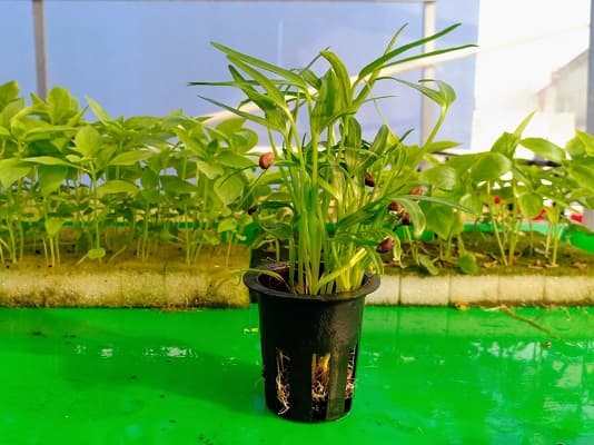 chuyển cây con lên giàn thủy canh