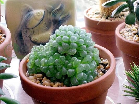 công dụng của sen đá kim cương