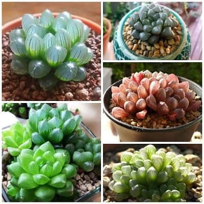 Đặc điểm của cây sen đá kim cương