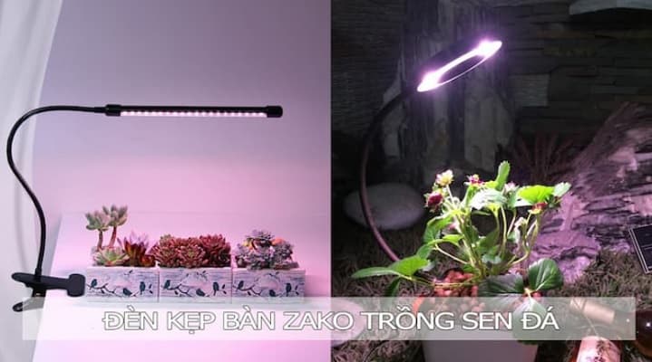 Đèn kẹp bàn zako trồng sen đá kim cương