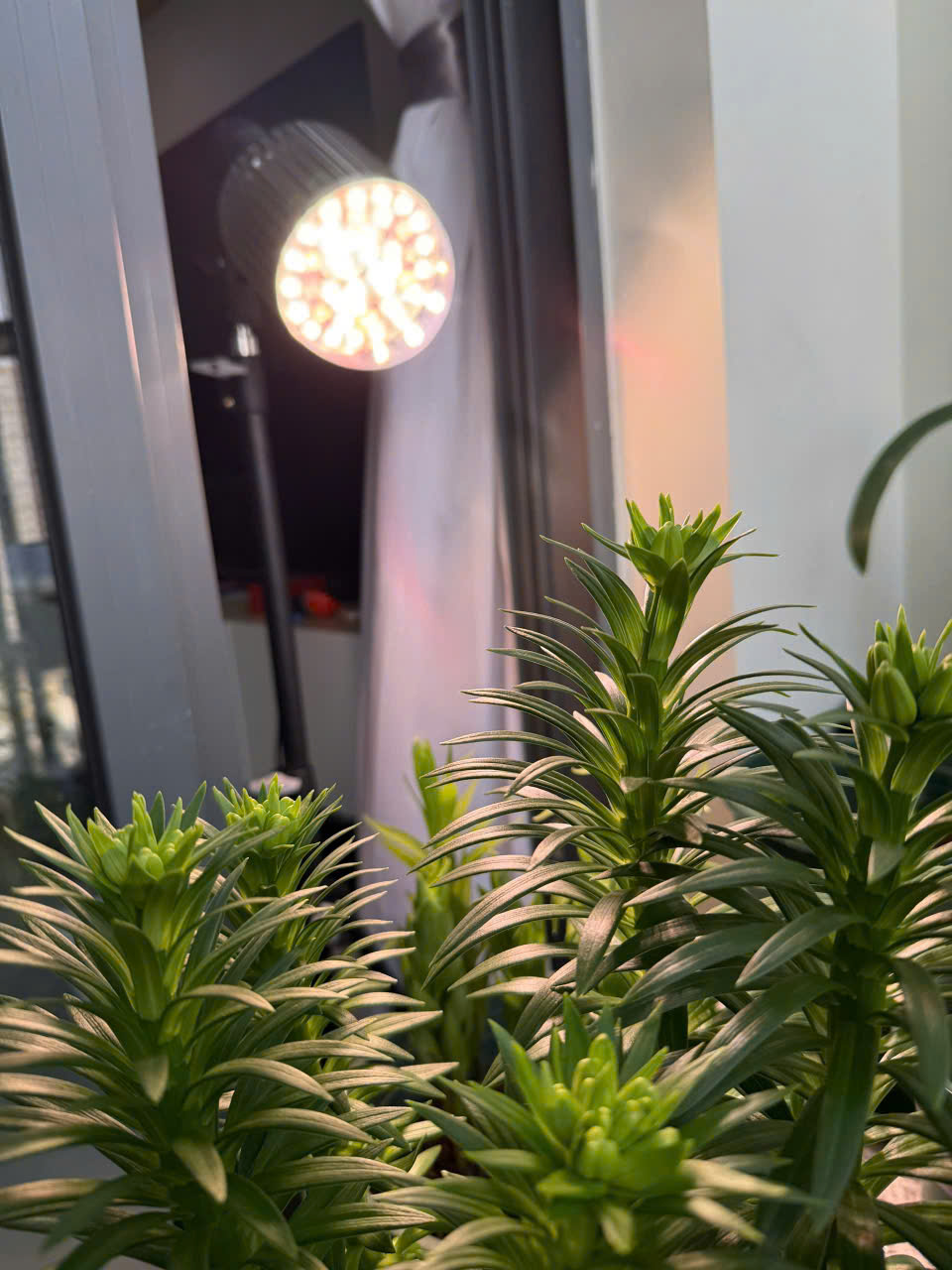 den 36w hoa huệ tây chị như mai