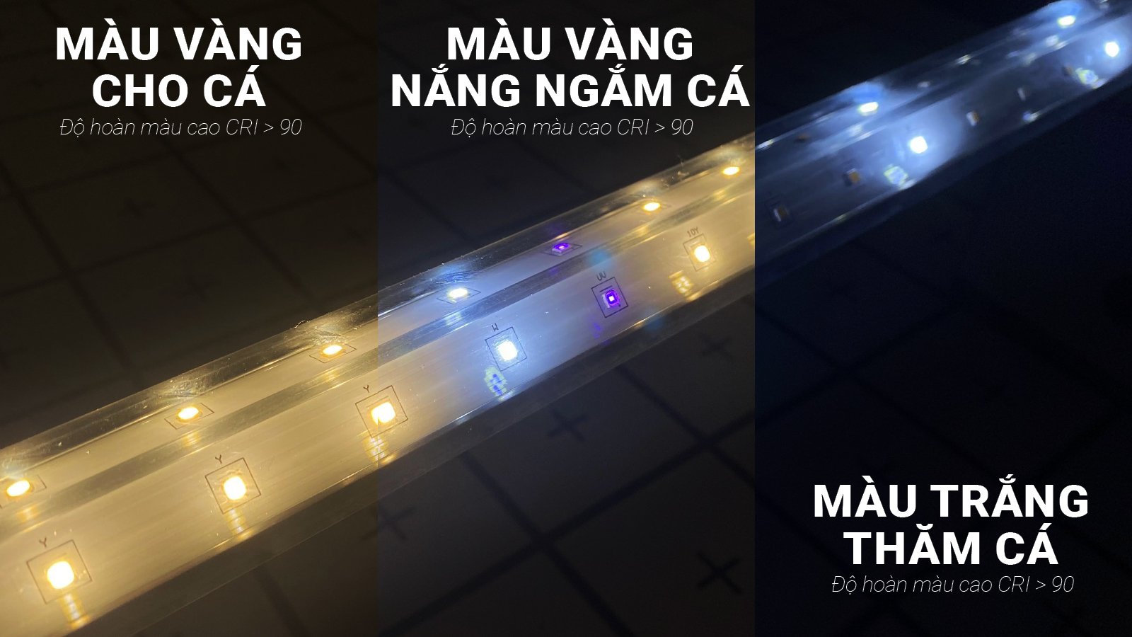 den boi d35 zako (1)