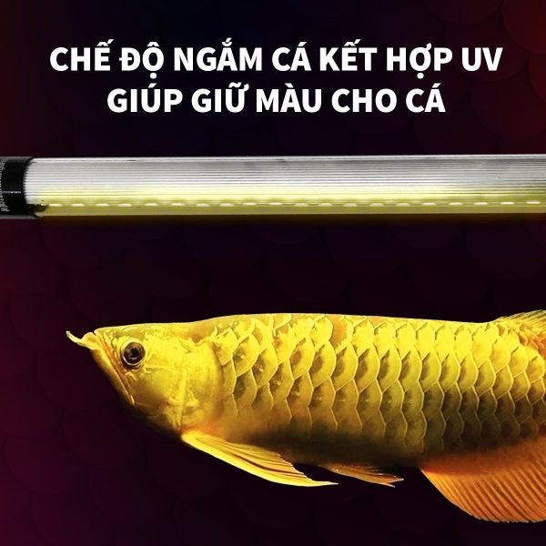 den boi d35 zako (5)