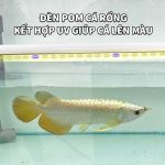 den bom ca rong (5)