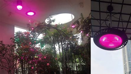 đèn led ufo cho hoa hồng đặt sát trần