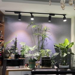den trong cay den led thanh ray zako.vn