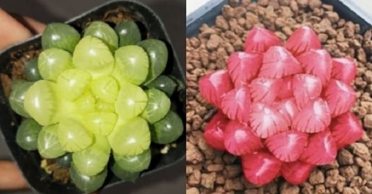giá bán và mua sen đá kim cương ở đâu