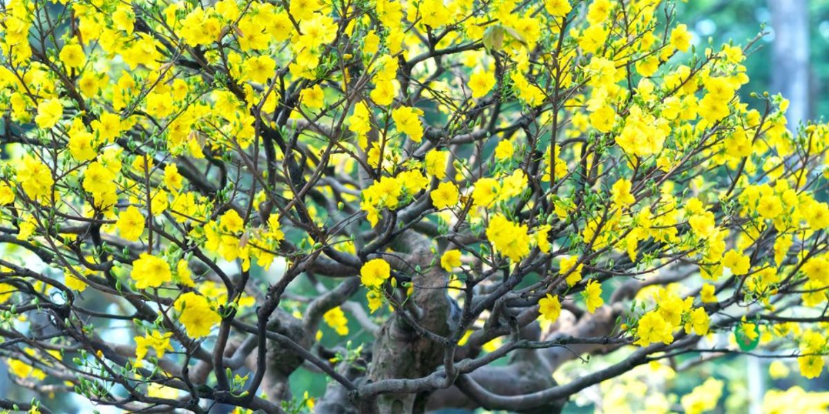 giai phap trong cay trong nha ngay tet