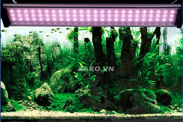 hồ thủy sinh sử dụng đèn led zako