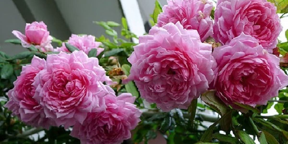 hoa hồng huntington