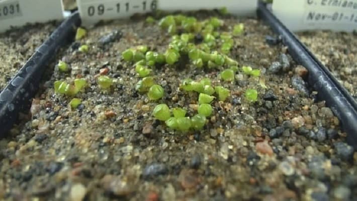 hướng dẫn trồng sen đá kim cương từ hạt