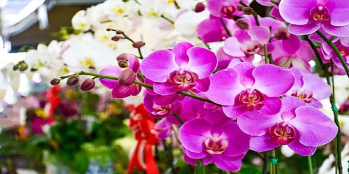 ki thuat va meo kich thich lan ho diep ra hoa ruc ro dung thoi diem mong muon