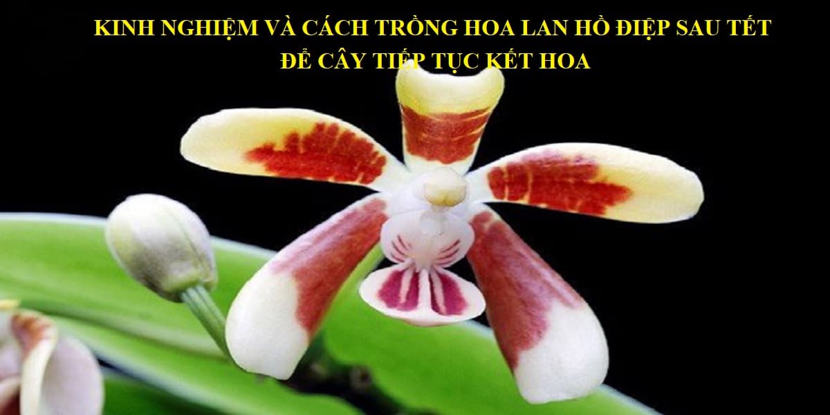 kinh nghiem va cach trong hoa lan ho diep sau tet de cay tiep tuc ket hoa