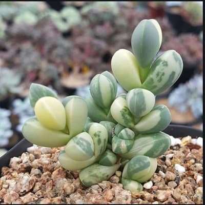 lợi ích khi trồng sen đá lá tim