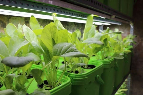 mô hình trồng rau sạch trong nhà bằng đèn led nông nghiệp