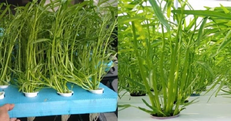 một số vấn đề hay gặp khi trồng rau muống thủy canh