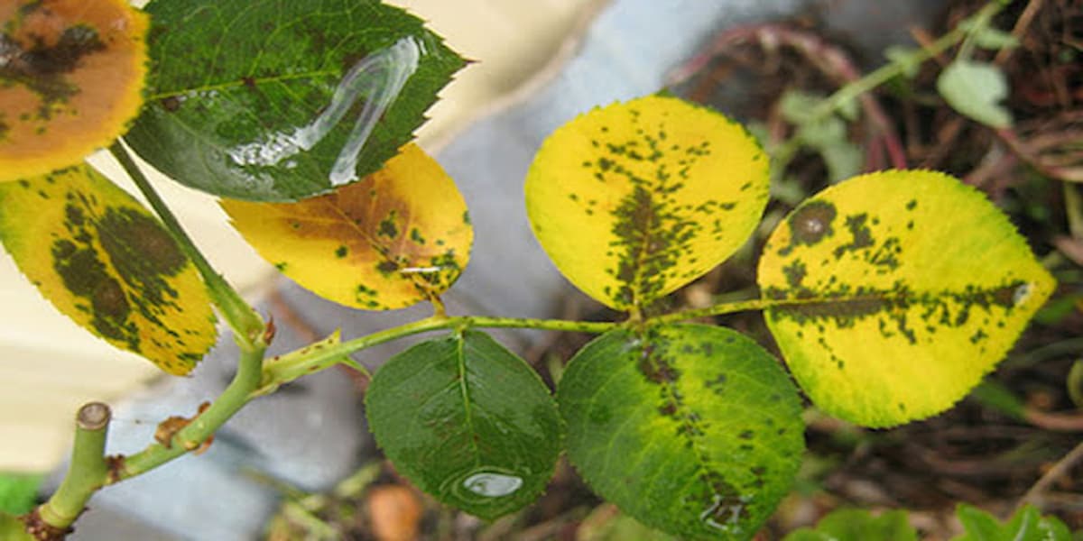 nguyên nhân và cách khắc phục hoa hồng bị vàng lá