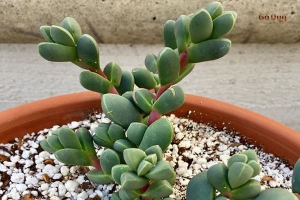 nhiệt độ phù hợp giúp sen là tim phát triển tốt