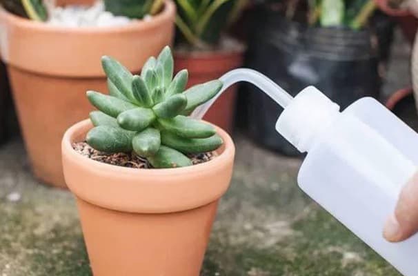 nước giúp sen lá tim luôn xanh tươi