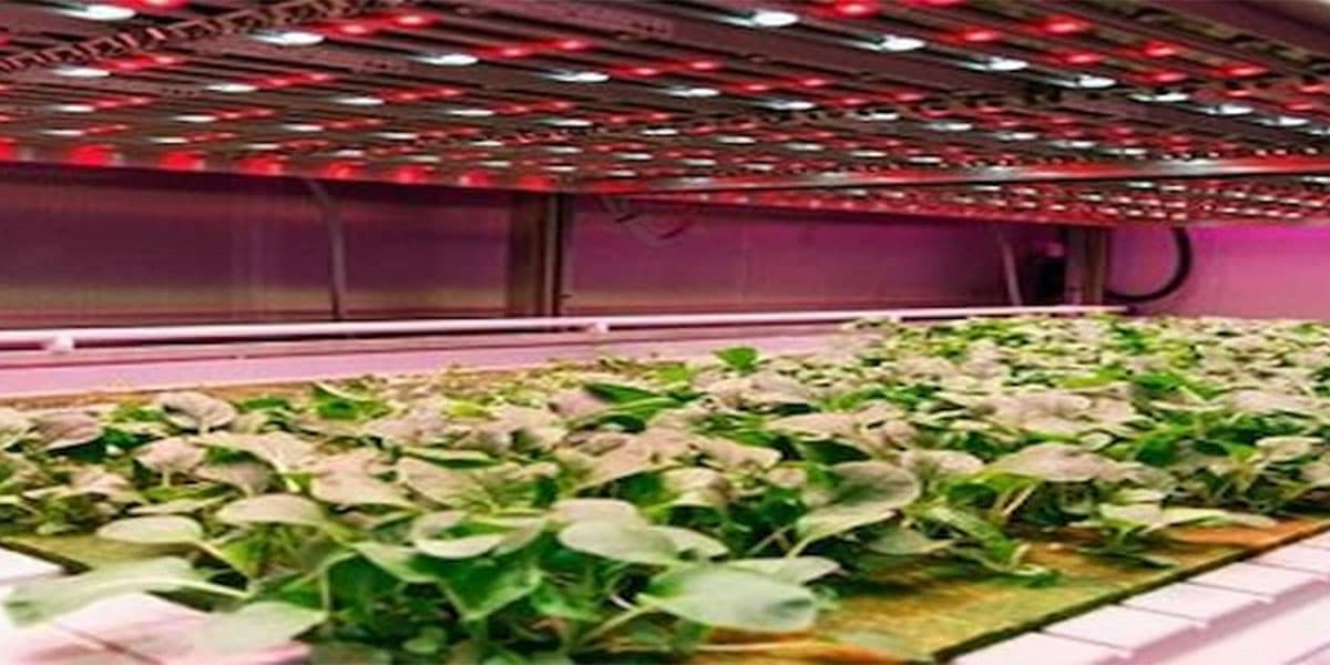 phương pháp trồng rau sạch bằng đèn led