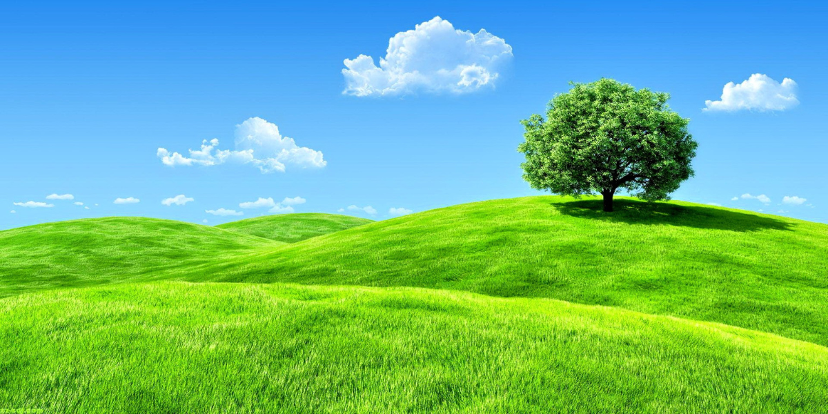 qua trinh dien ra quang hop o cay xanh