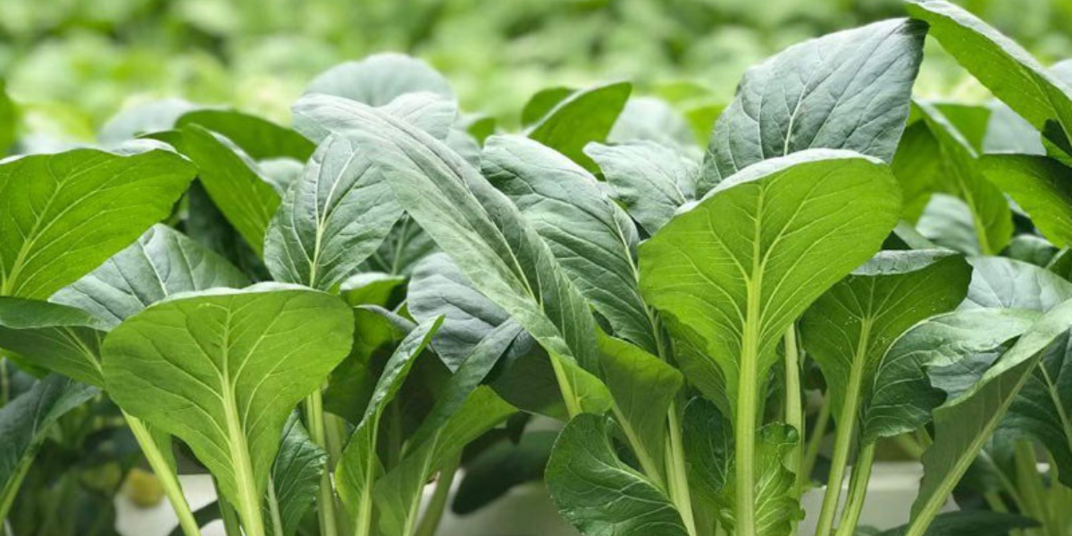 Một Số Loại Rau Thuỷ Canh Dễ Trồng Và Chăm Sóc