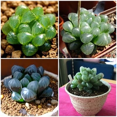 sen đá kim cương có sức sống mãnh liệt