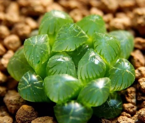 sen đá kim cương mang đến nhiều may mắn thịnh vượng