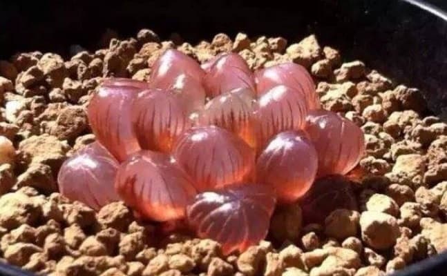 sen đá kim cương tượng trưng cho tình yêu vĩnh cửu