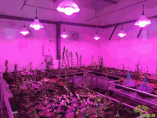 trồng cây dưới ánh sáng nhân tạo