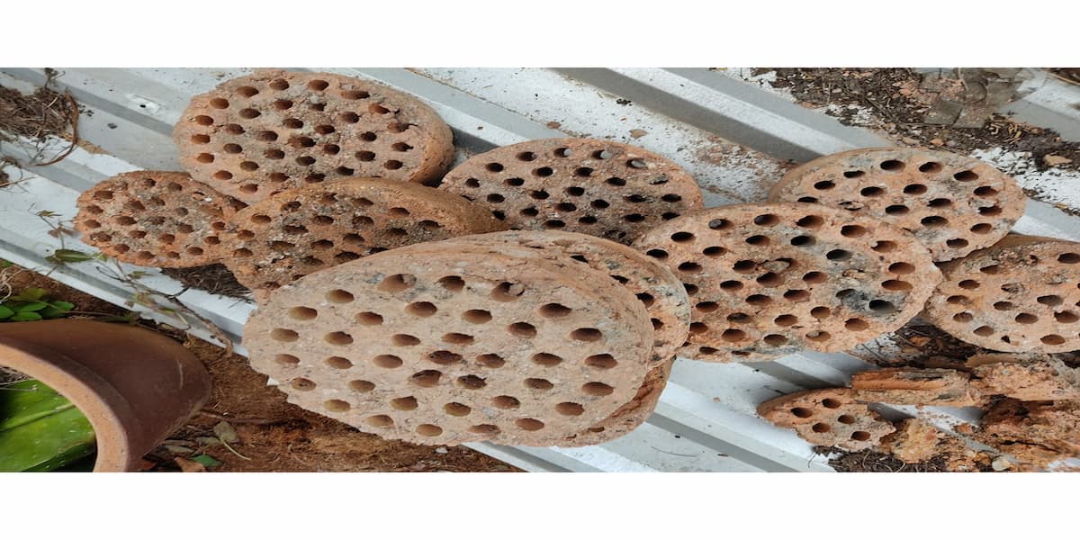 trồng hoa hồng bằng xỉ than