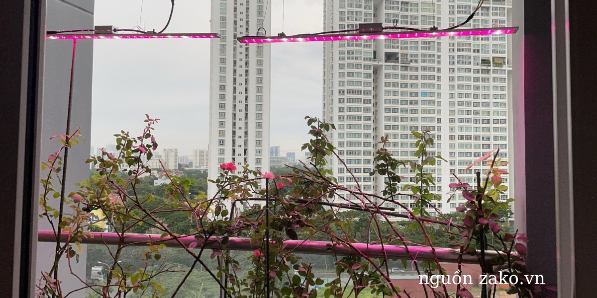 trong hoa hong trong nha va cach cham soc