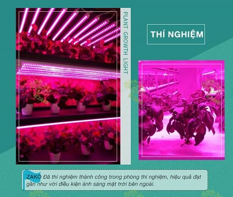 trồng rau dưới ánh sáng nhân tạo