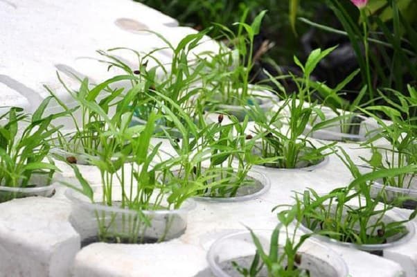 Ươm hạt giống rau muống