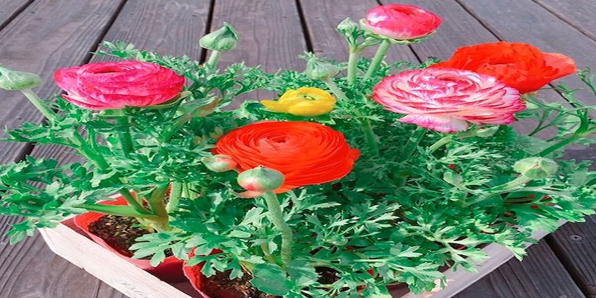 vẻ đẹp của hoa hồng ri ba tư